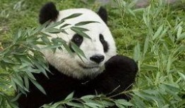 熊猫1108最新爆料,娱乐圈最新爆料大起底！