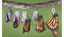 昆虫学者皮肤最新爆料蓝皮,蓝皮昆虫的神秘生成之谜